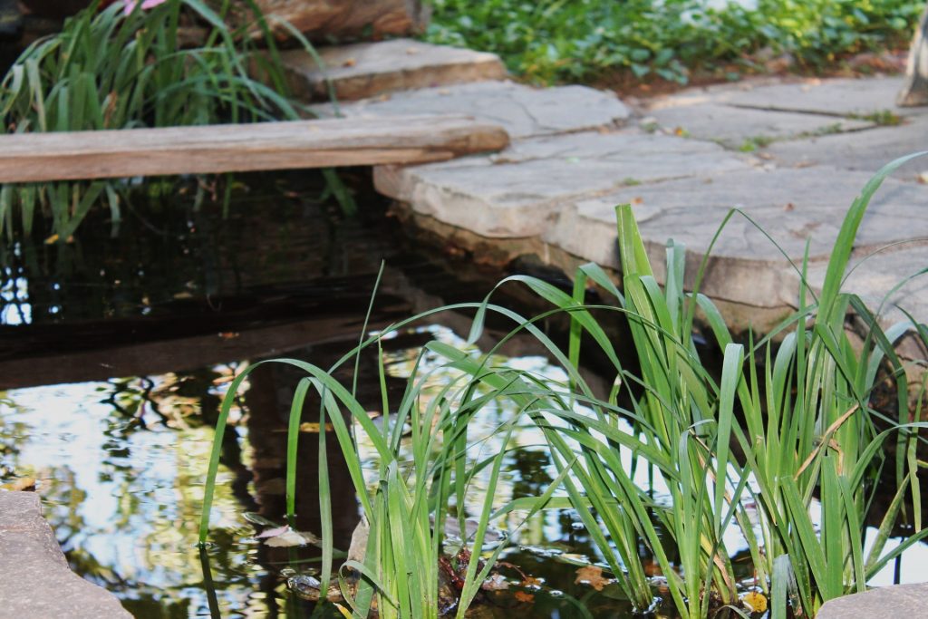 Comment créer un bassin naturel dans son jardin ?