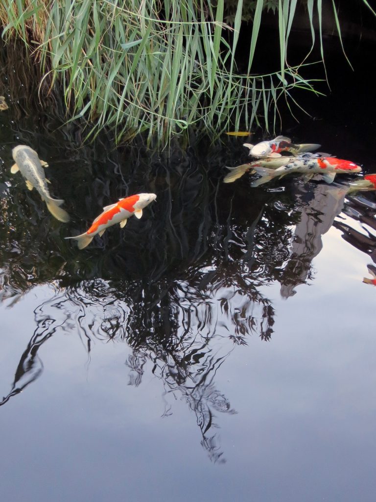 Comment créer un bassin naturel dans son jardin ?