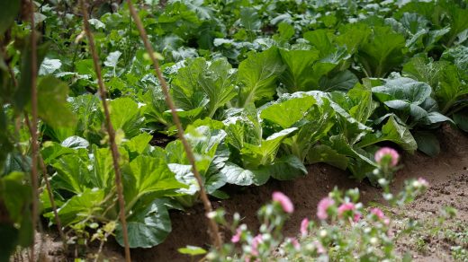 Comment bien organiser son potager ?